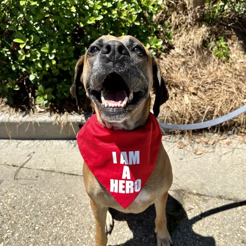 Brown dog smiling wearing a red "I AM A HERO" bandana